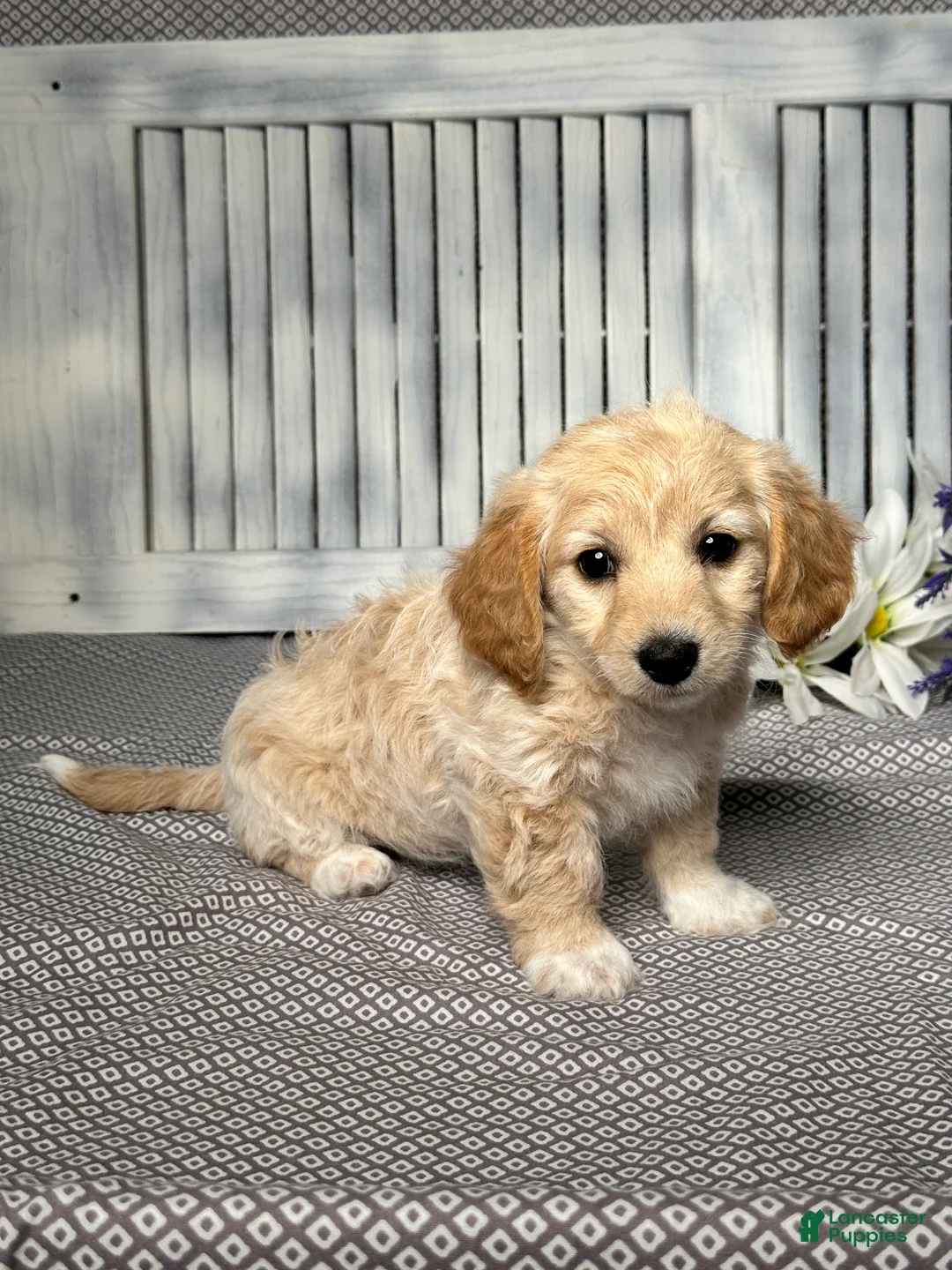 Mixed Breed dogs for sale: Callie - Ad 3