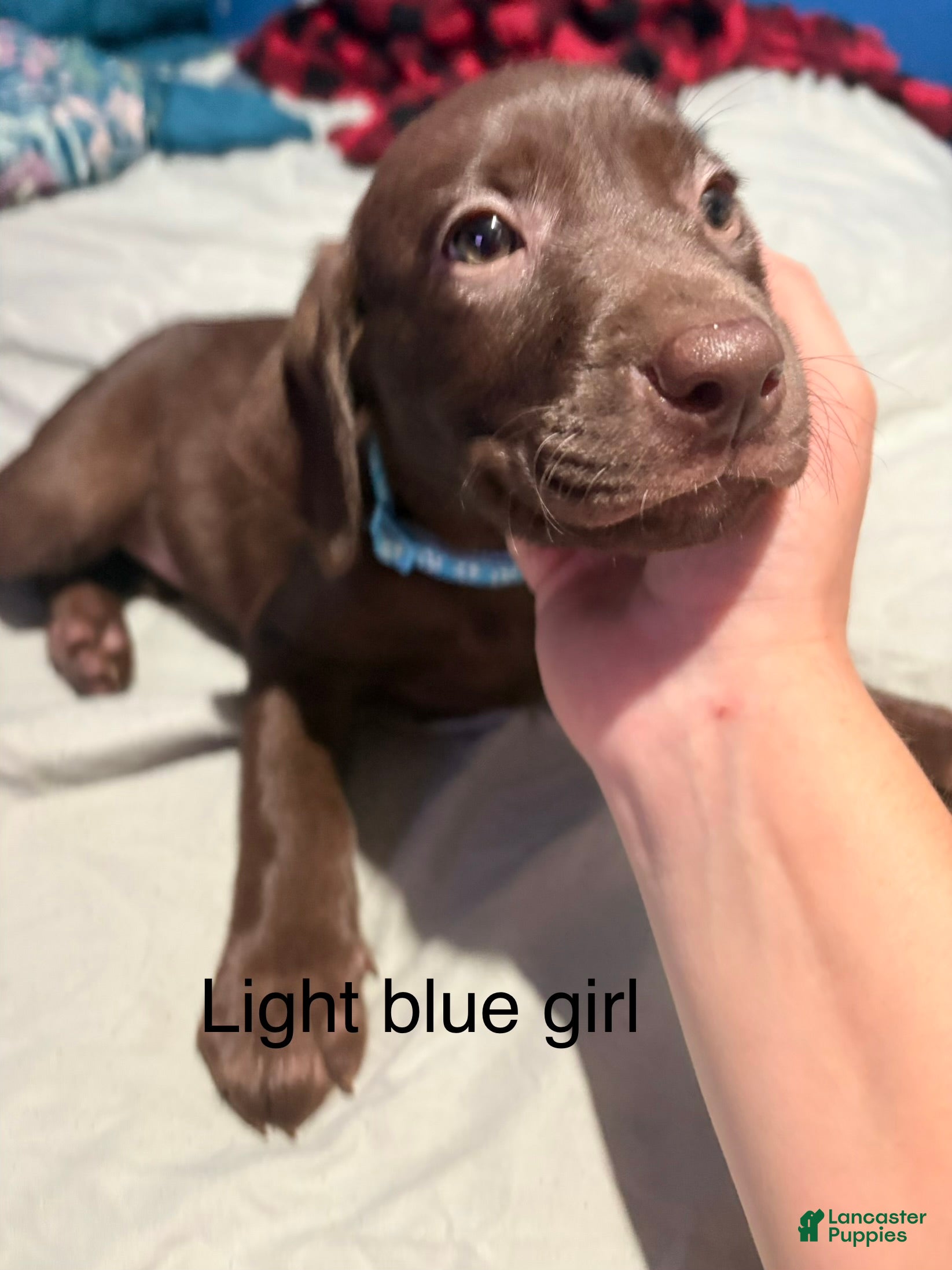 Labrador Retriever dogs Labrador Retriever 8 - Ad 16