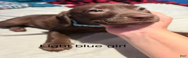 Labrador Retriever 8