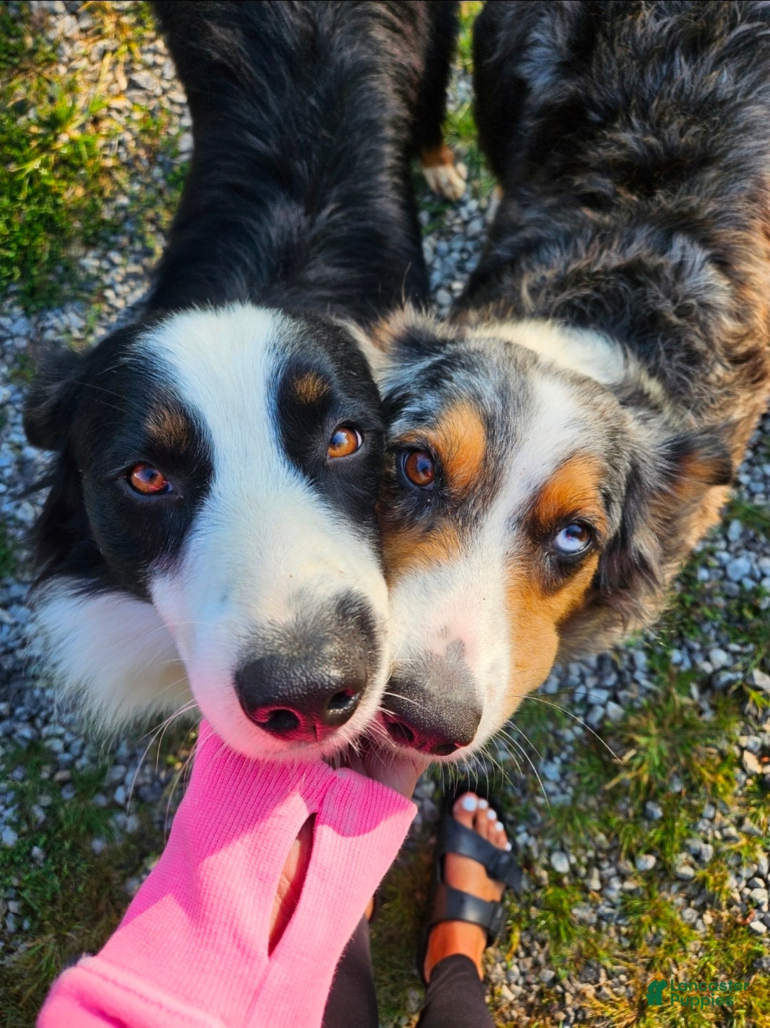 Australian Shepherd dogs for sale: Candy, blue eyes - Ad 7