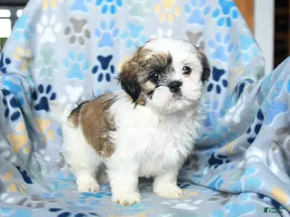 Shih Tzu dogs for sale: Washington - Ad 1