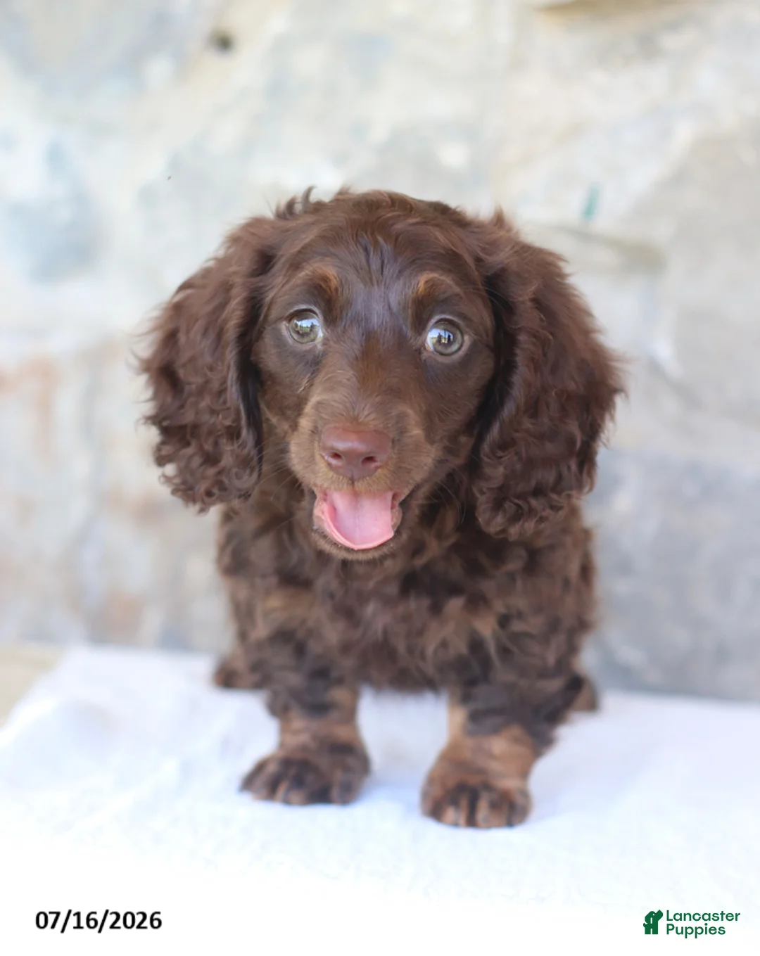 Miniature Dachshund dogs for sale: Tommy - Ad 2