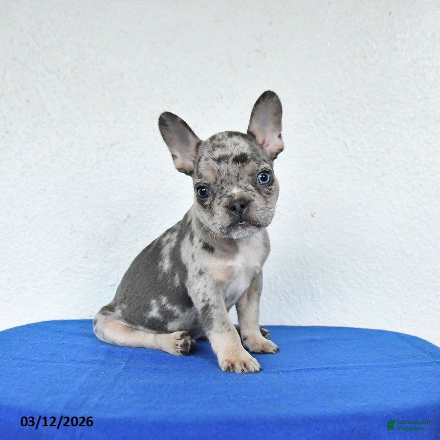 French Bulldog dogs Buster - Ad 1