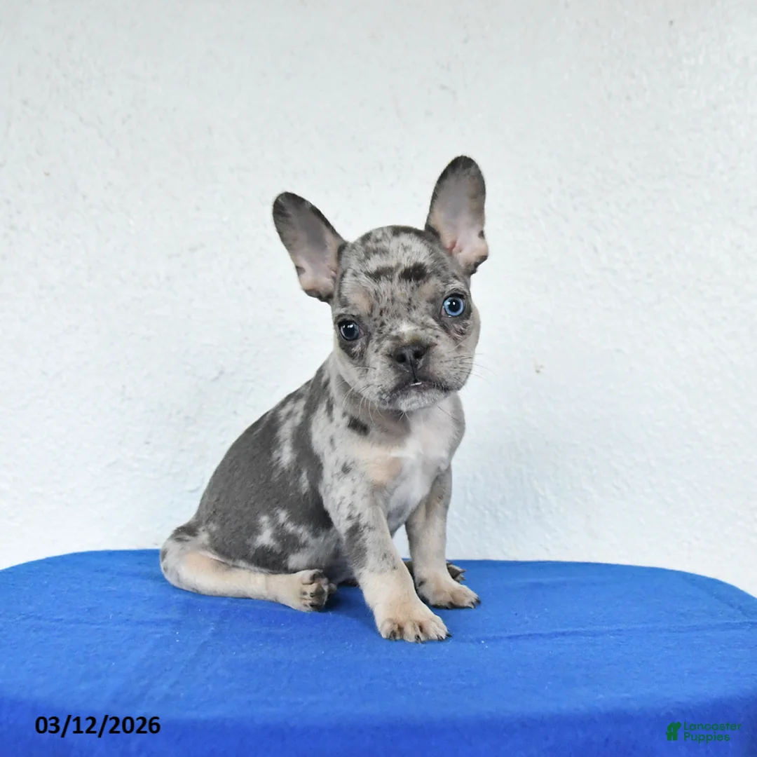 French Bulldog dogs for sale: Buster - Ad 1
