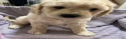 Goldendoodle dogs for sale: Poppy Red Female Goldendoodle  - Ad 5