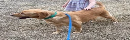 Labrador Retriever dogs for sale: Labrador Retriever Puppy 1 - Ad 3
