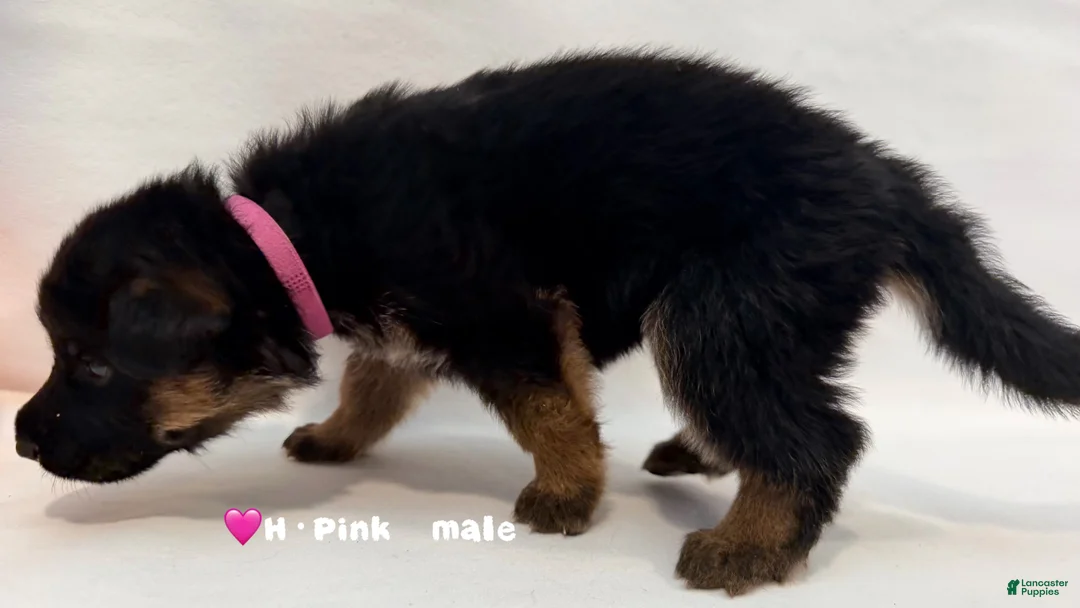 German Shepherd dogs for sale: H·pink - Ad 2