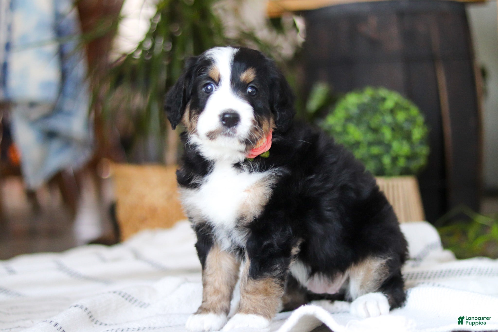 Bernedoodle dogs Iris - Ad 4