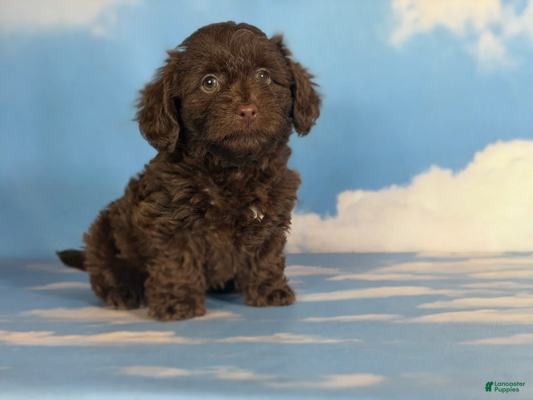 Doxiepoo dogs for sale: Brownie  - Ad 7