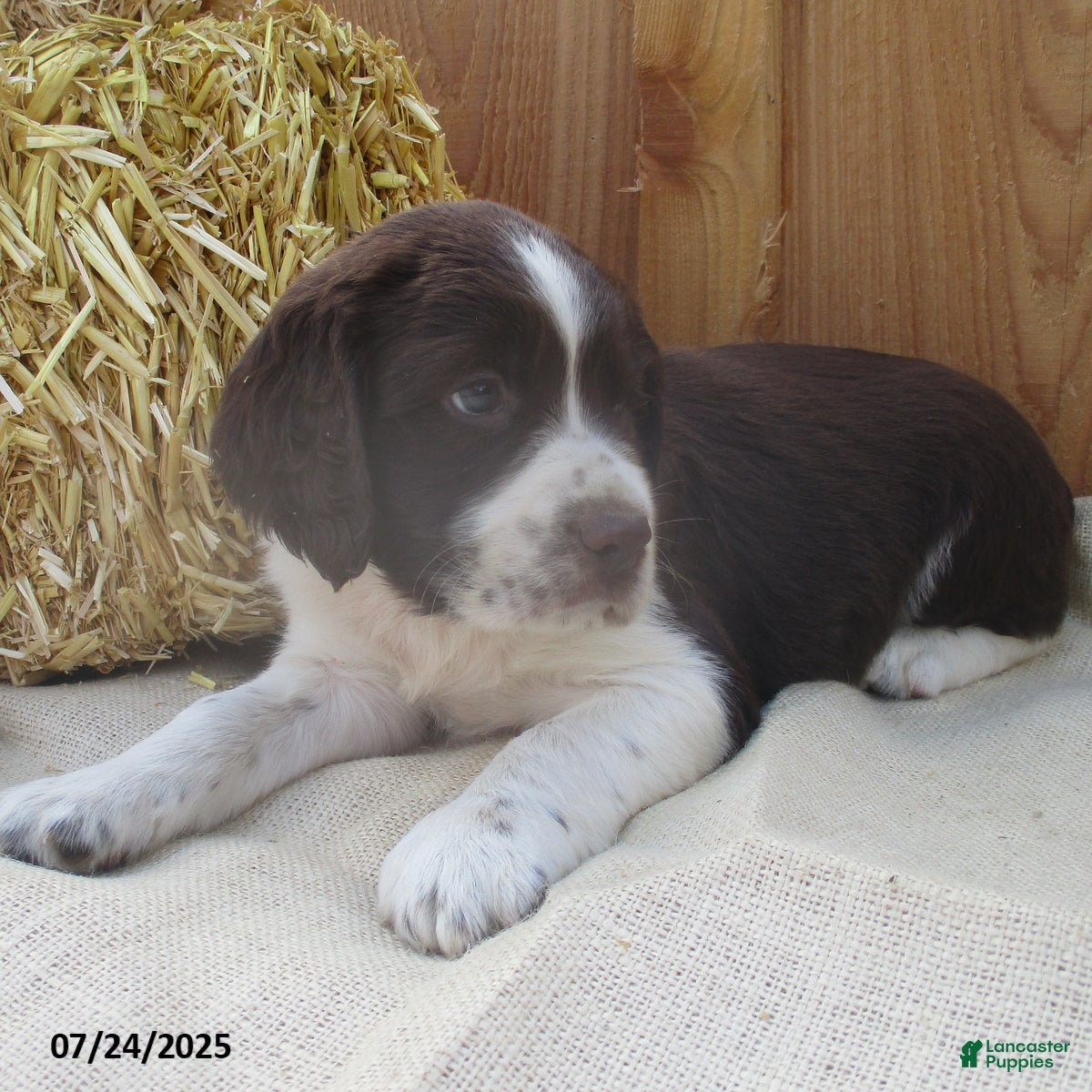 Trained Dogs Working Springer Spaniels For Sale Part Trained