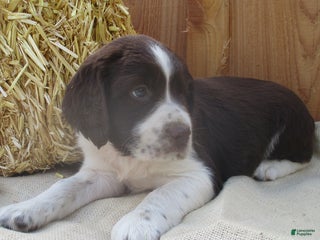 English Springer Spaniel dogs - Ad 1