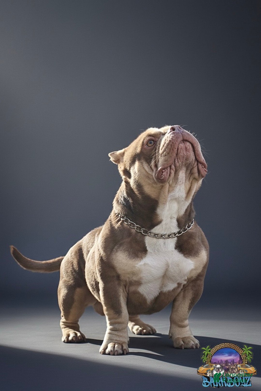 American Bully dogs for sale: Barkboyz Bullycamp Weezy - Ad 4