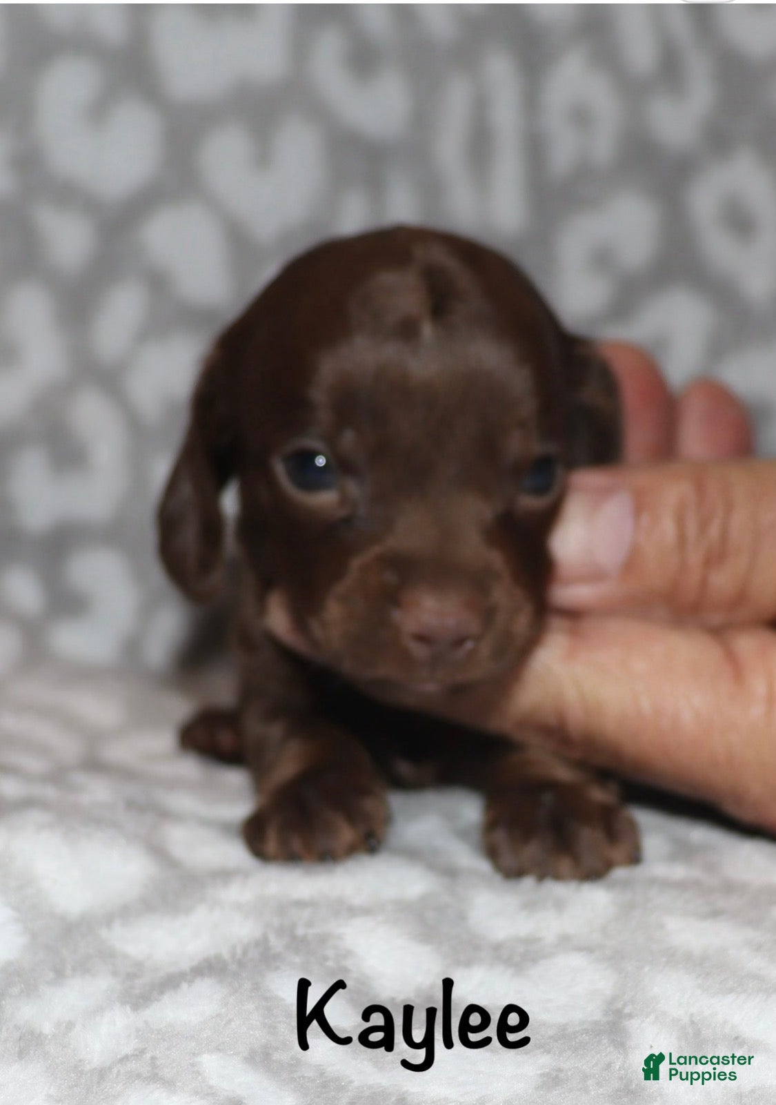 Miniature Dachshund dogs Kaylee - Ad 21