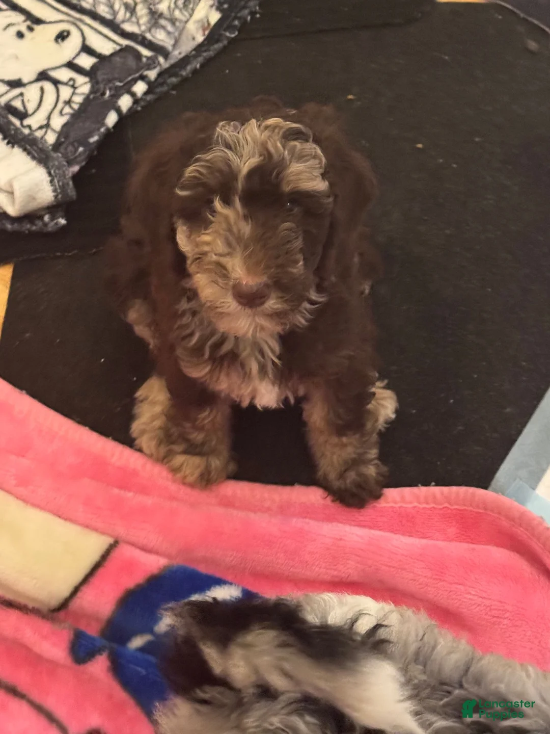 Bernedoodle dogs for sale: Athena - Ad 1
