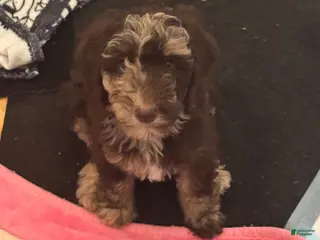Bernedoodle dogs Athena - Ad 15