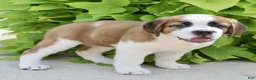 Saint Bernard dogs for sale: Annabelle - Ad 5