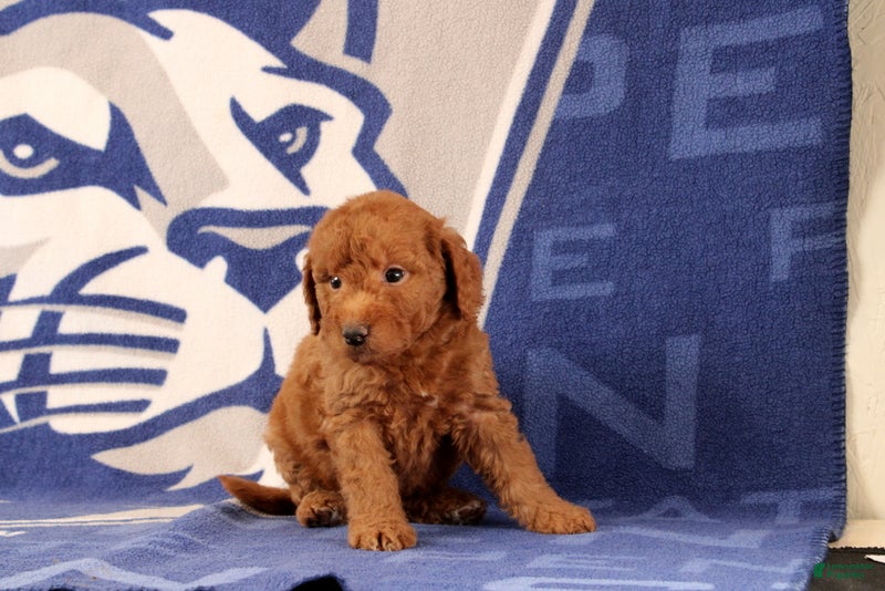 Mini Goldendoodle dogs Reva - Ad 2