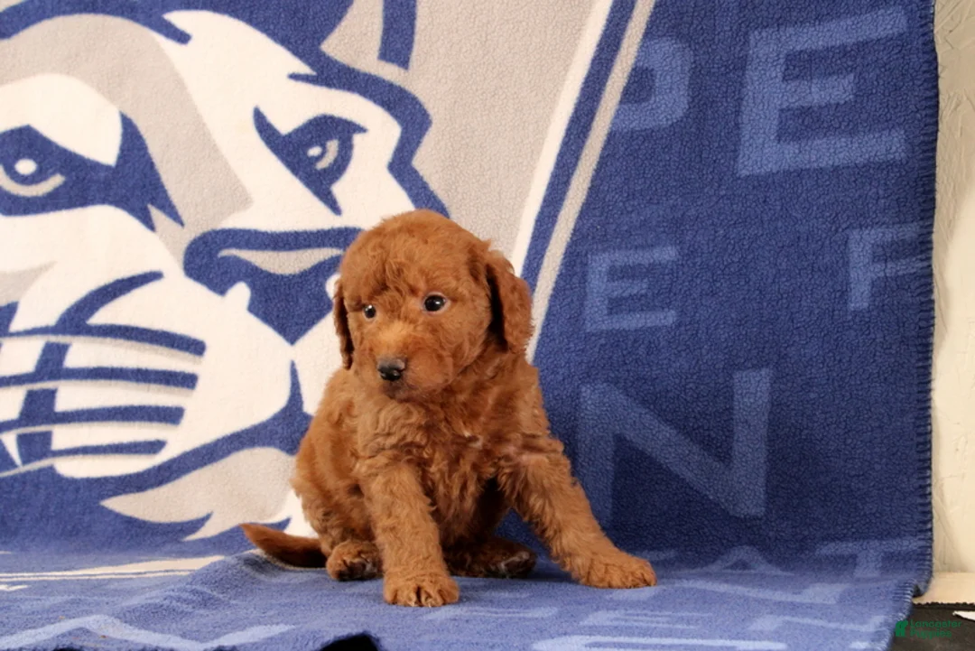 Mini Goldendoodle dogs for sale: Reva - Ad 2