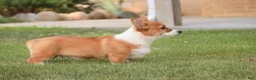 Welsh Corgi Pembroke dogs for sale: Rover - Ad 4