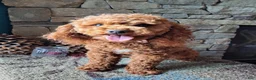 Miniature Poodle dogs for stud: Mini Poodle Stud Male FOR SALE - Ad 7