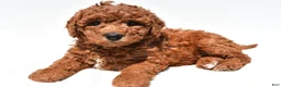 Mini Goldendoodle dogs for sale: Holly - Ad 1