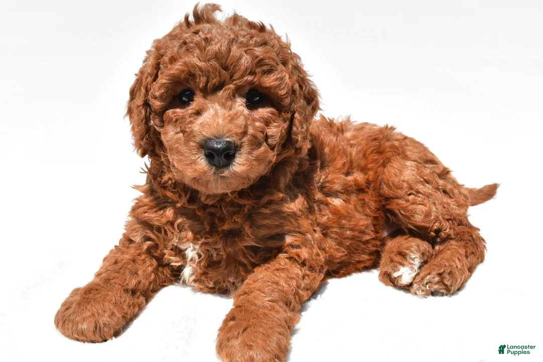 Mini Goldendoodle dogs for sale: Holly - Ad 1