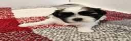 Shih Tzu dogs for sale: Gordon Ckc - Ad 2