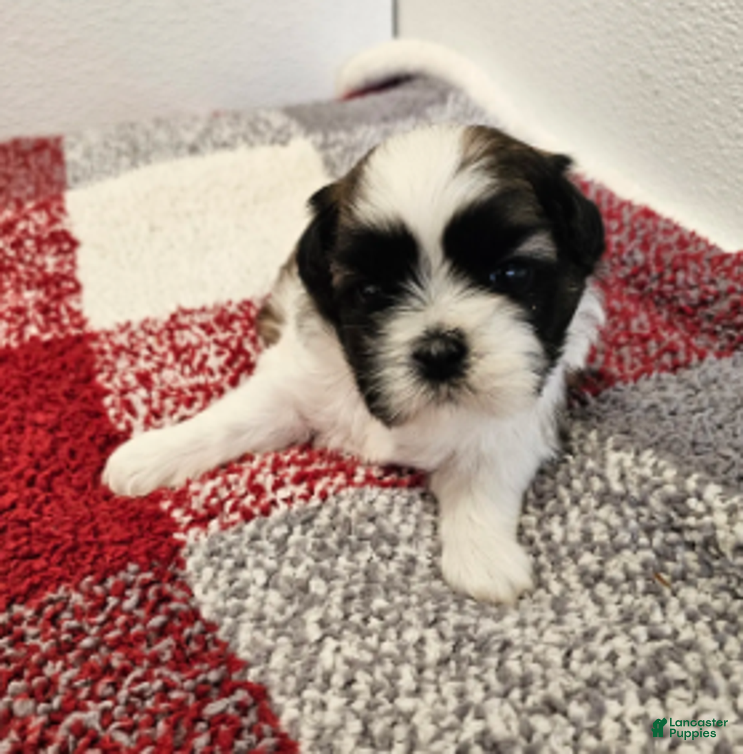 Shih Tzu dogs for sale: Gordon Ckc - Ad 2