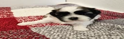 Shih Tzu dogs for sale: Gordon Ckc  - Ad 3