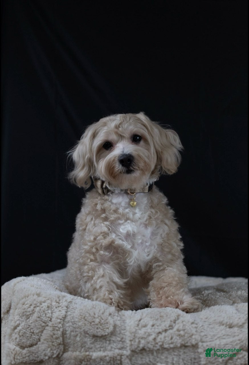 Maltipoo dogs Chub-Chub  - Ad 2