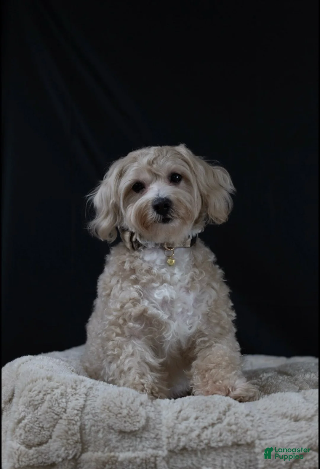 Maltipoo dogs for sale: Chub-Chub  - Ad 2