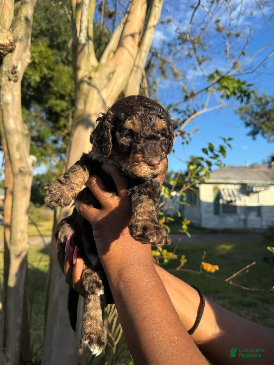 Standard Poodle dogs for sale: Standard Poodle 8 - Ad 1
