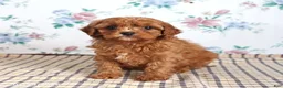 Cavapoo dogs for sale: Perry - Ad 3