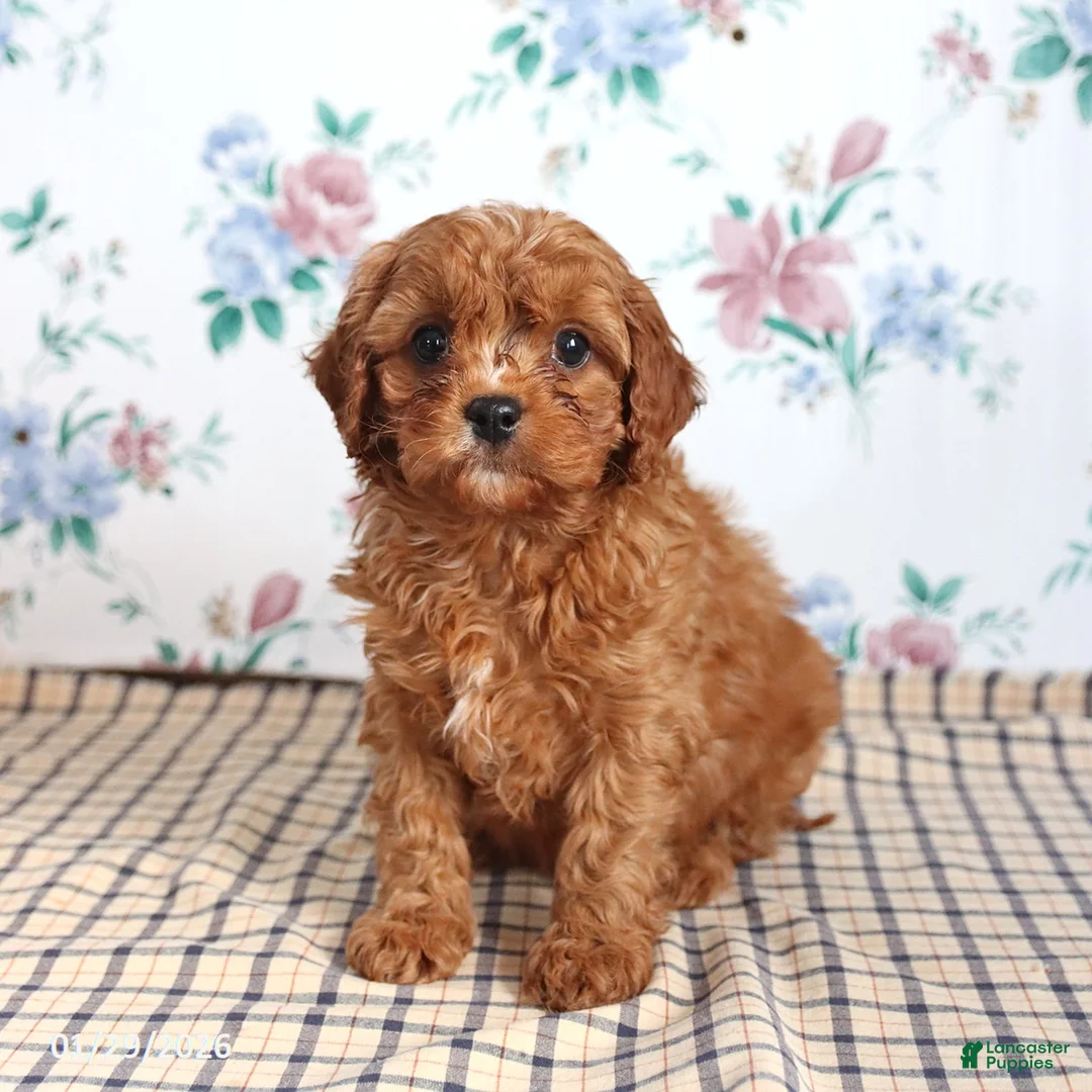 Cavapoo dogs for sale: Perry - Ad 3