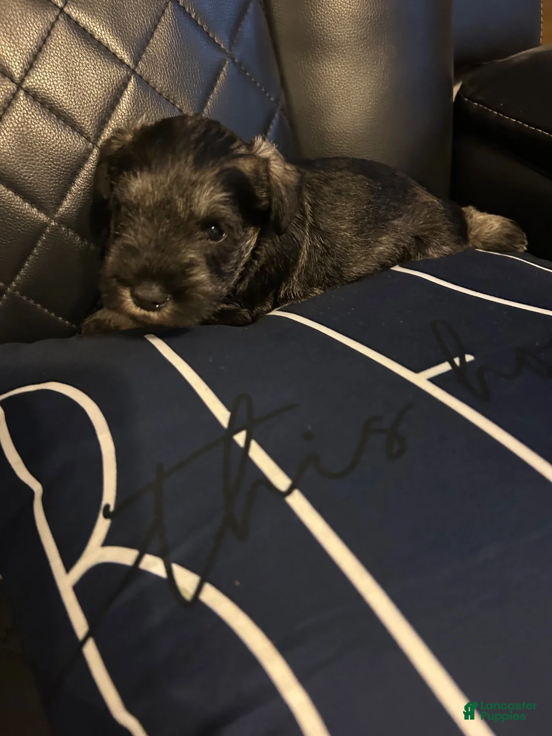 Miniature Schnauzer dogs for sale: Miniature Schnauzer 1 - Ad 2