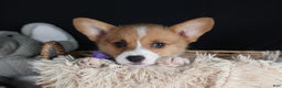 Welsh Corgi Pembroke dogs for sale: Holden - Ad 3