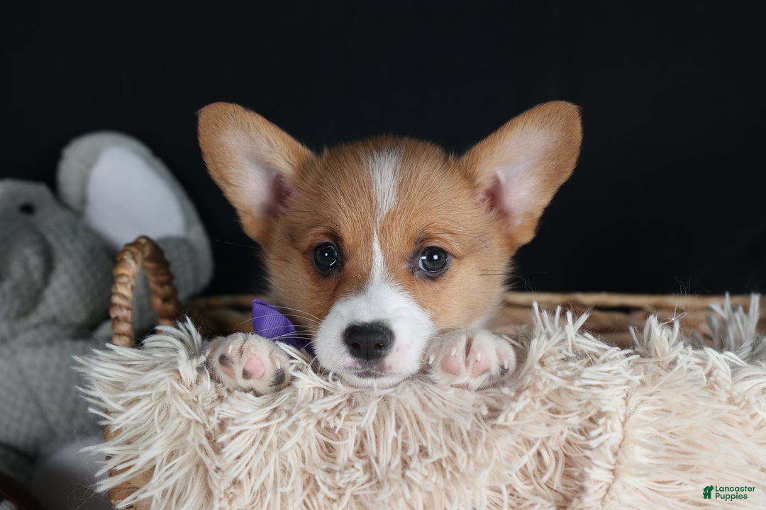 Welsh Corgi Pembroke dogs for sale: Holden - Ad 3