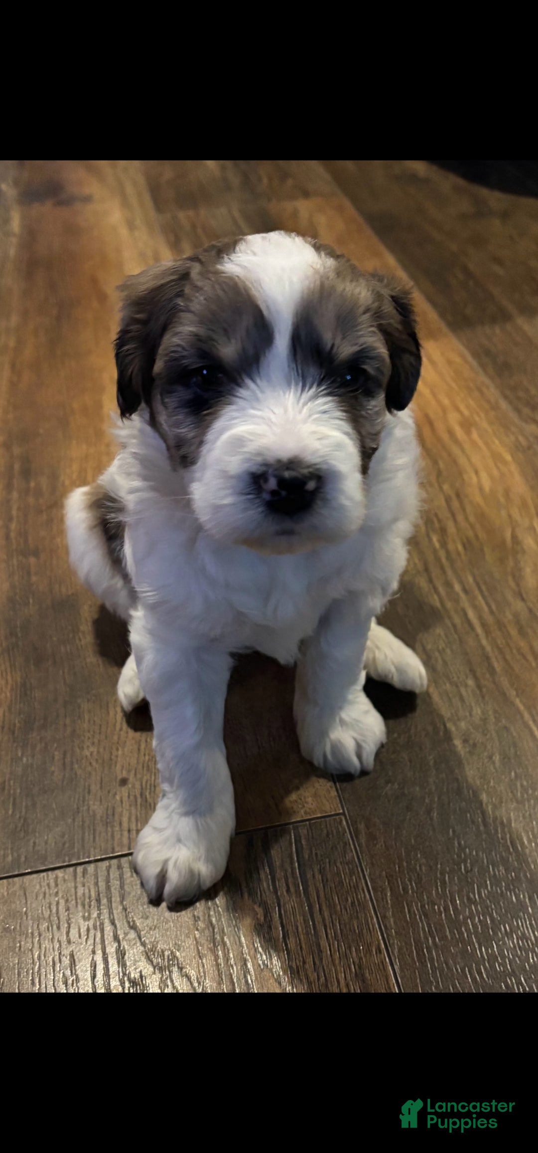 Mixed Breed dogs El girl - Ad 33