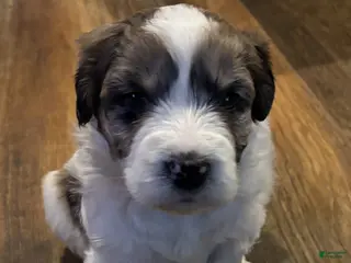 Mixed Breed dogs El girl - Ad 41