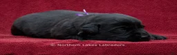 Labrador Retriever dogs for sale: Navy - Ad 3
