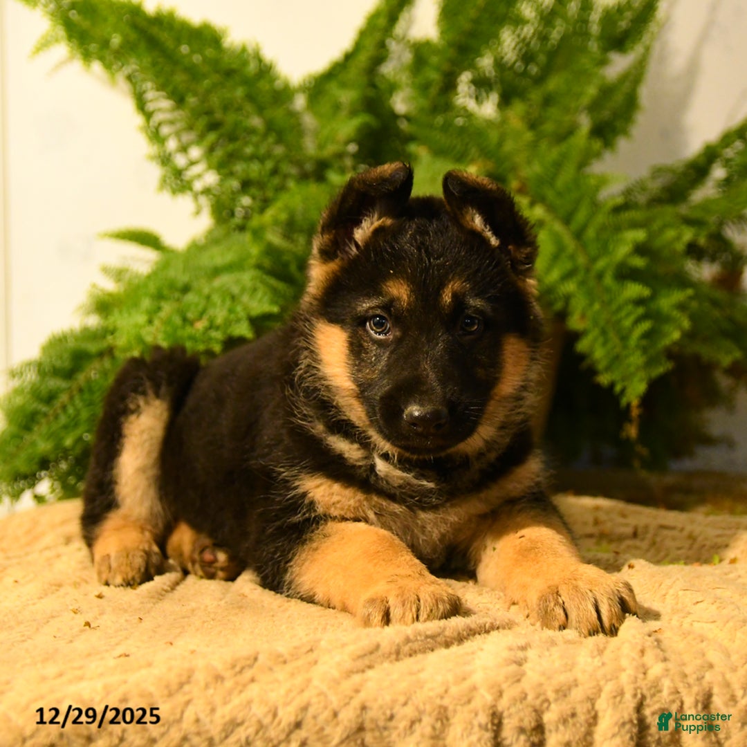 German Shepherd dogs for sale: Valerie - Ad 2