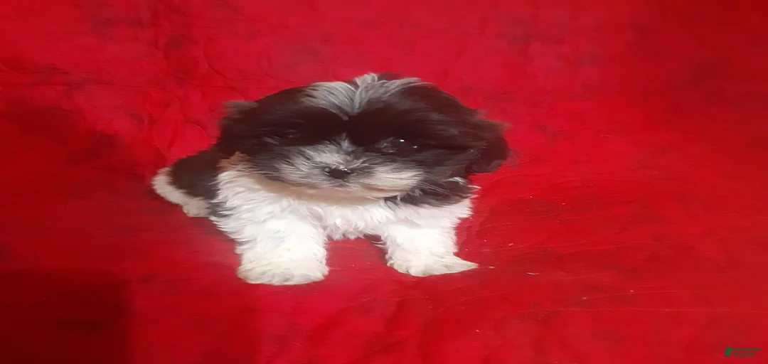 Gallery Image {{count}}