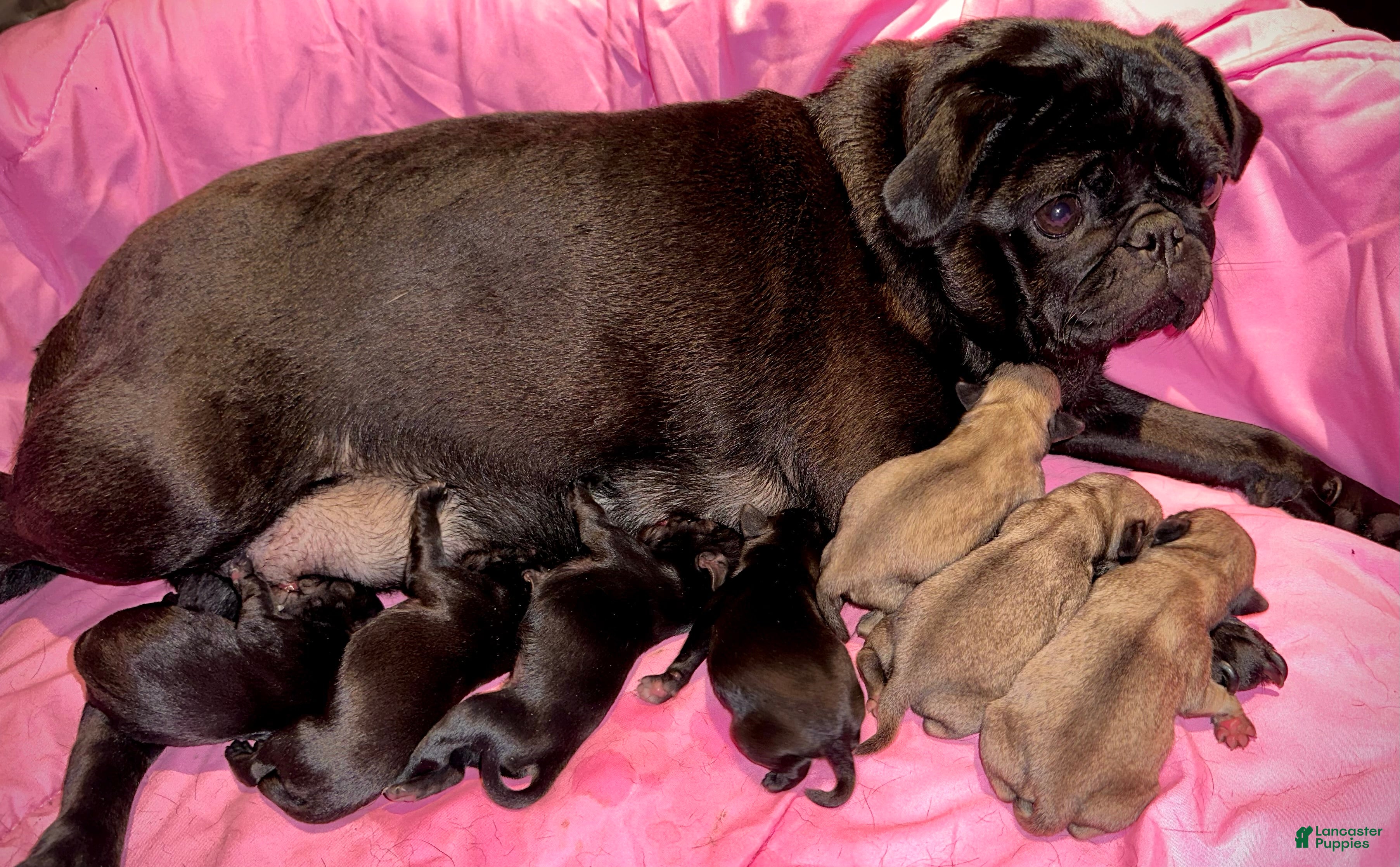 Pug dogs Lucy  - Ad 18