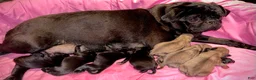 Pug dogs for sale: Lucy  - Ad 1