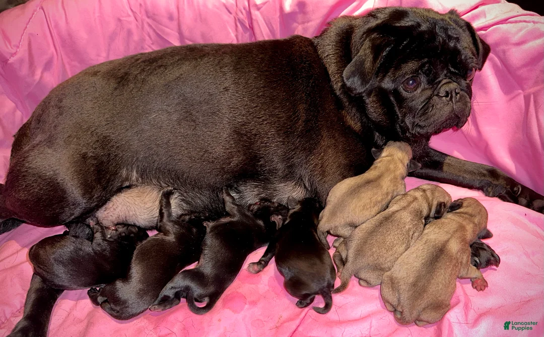 Pug dogs for sale: Lucy  - Ad 1