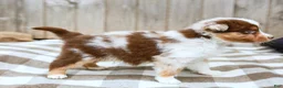Australian Shepherd dogs for sale: Rex - Ad 6
