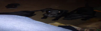 Great Dane 4