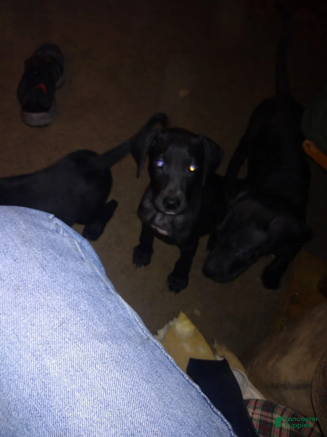 Great Dane dogs for sale: Great Dane 4 - Ad 1
