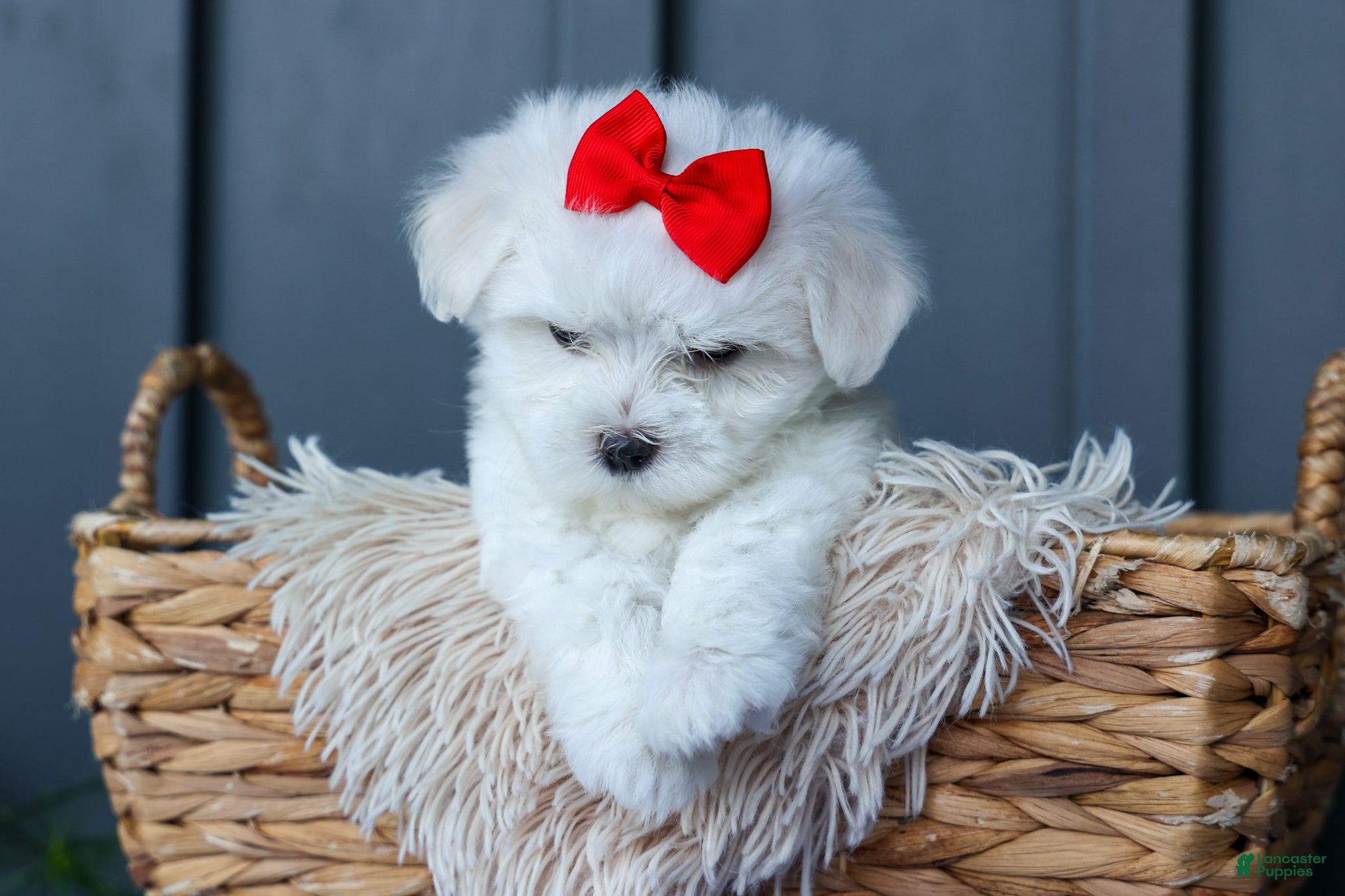 Maltese dogs OLLIE - Ad 2