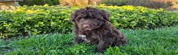 Portuguese Water Dog dogs for sale: Flint - Ad 7